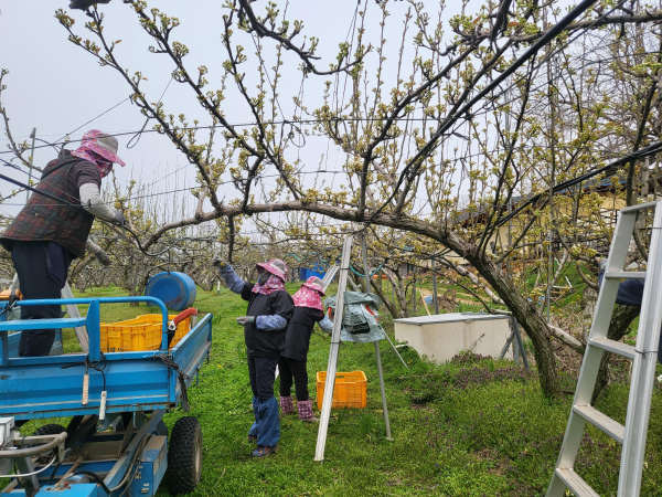 지난 2024년 신기술 실증 시험연구(배 수분율 비교 실증)