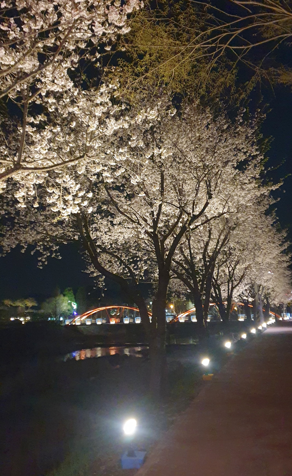 조명이 설치된 청양군 백세건강공원 야간 모습