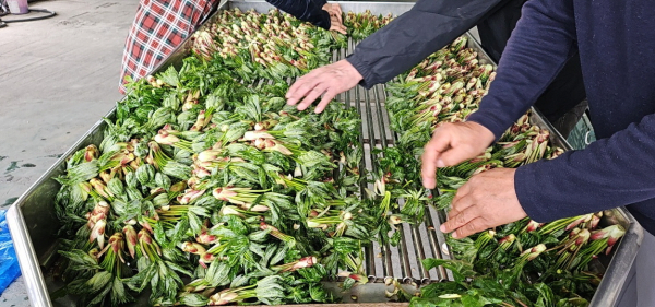 비봉산 선도산림경영단지에서 엄나무순 출하를 위한 준비작업을 하고 있다.