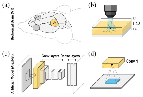 뇌의 시각 피질과 인공지능 신경망의 정보 처리 구조