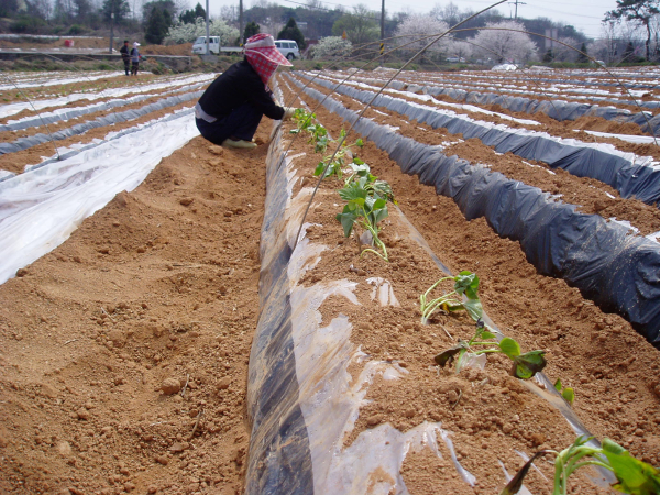 농업수입안정보험 관련 자료사진 (고구마 작업)
