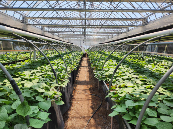 소담미 고구마 종순