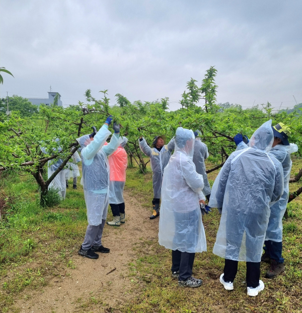 아산교육지원청, 일반직공무원 동아리 농촌 일손 돕기 봉사활동 진행 모습
