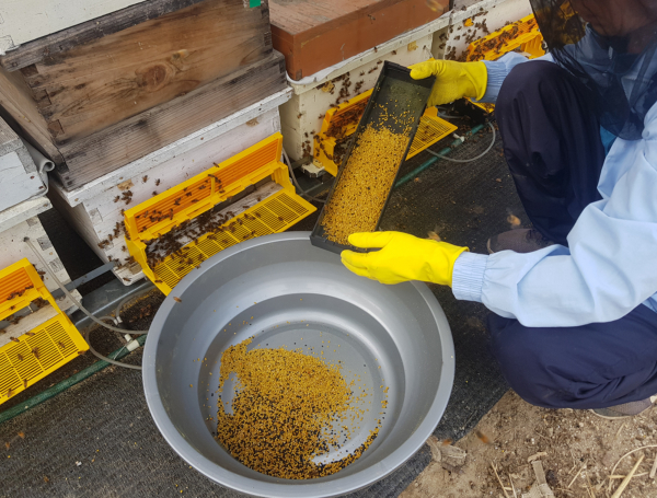 양봉농가에서 화분을 채취하는 모습