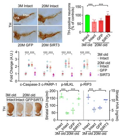 도파민 신경세포 내 항노화 인자 발현 유도에 의한 흑질-선도체 도파민 신경계 보존 효과