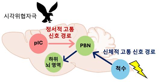정서적 & 신체적 고통 위협 신호 전달 뇌신경회로 모식도