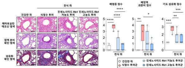 인삼 유래 성분 gRb1, 천식 동물모델에서 폐 염증·점액·섬유화 개선 효과 확인