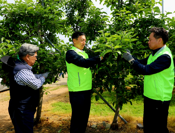 정해웅본부장(가운데), 조소행이사장(오른쪽), 김종래조합장(왼쪽)이 사과 적과작업을 하고 있다.