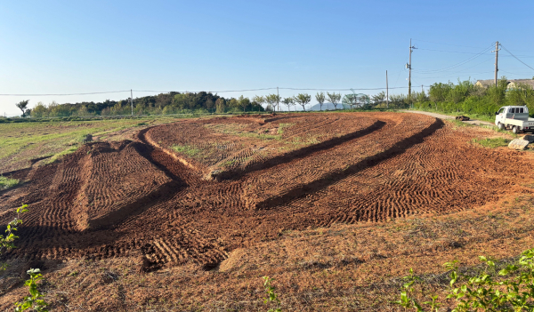 서산국화축제 볼거리를 위해 다져진 축제장 모습