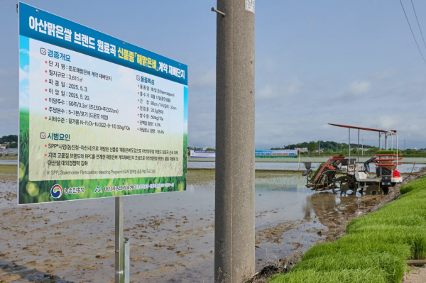 아산맑은쌀 브랜드 원료곡 신품종 해맑은벼 이앙행사 모습