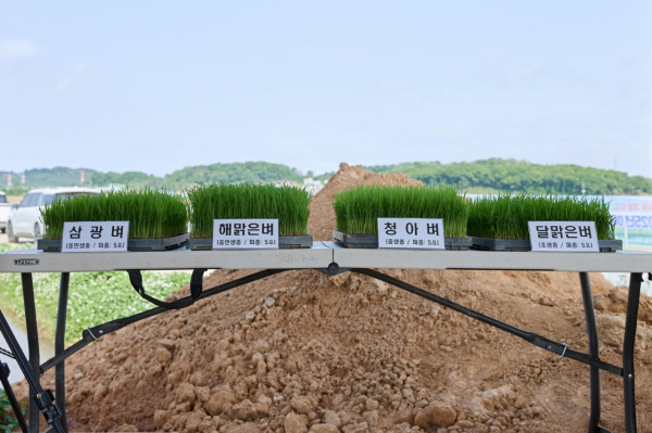 아산맑은쌀 브랜드 원료곡 신품종 해맑은벼 이앙행사 모습