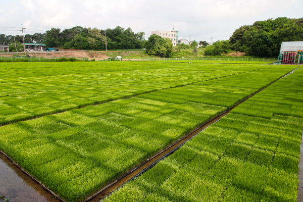 드문모심기 이앙 연시회 개최 모습