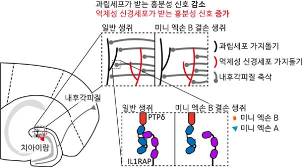 PTPδ의 미니 엑손 B로 인해 조절되는 흥분-억제 비율