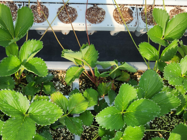 작은뿌리파리피해 어미묘