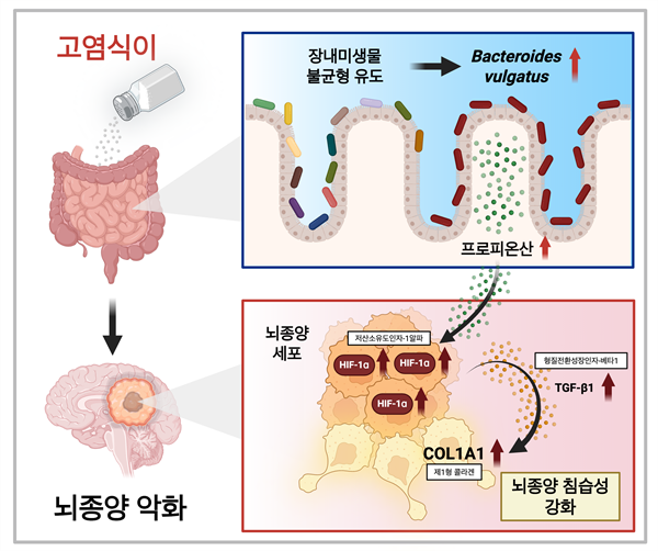 첨부2. 고염식이 장내미생물 프로피오네이트 축이 교모세포종 진행을 유도하는 기전 연구