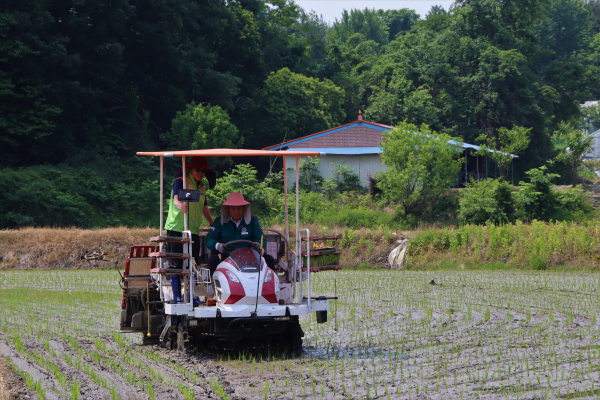 북대전농협 모내기 모습
