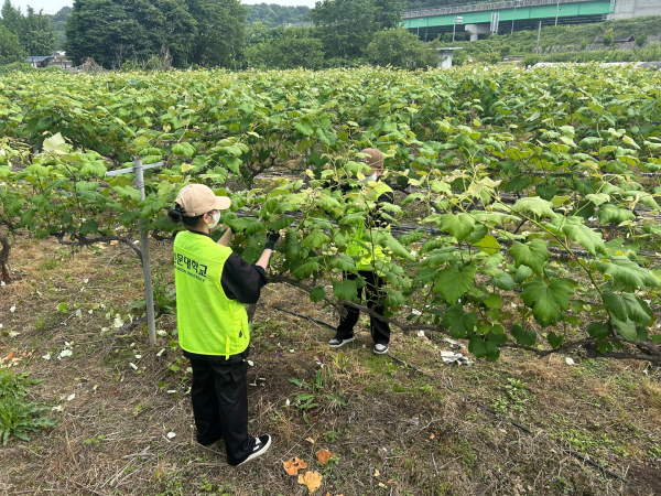 포도순치기 봉사활동 사진