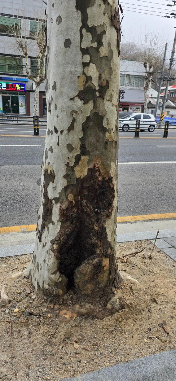 공동화 현상이 발생된 노령 버즘나무 가로수 사진