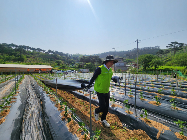 농협홍성군지부가 영농철을 맞아 농촌일손돕기와 농업인 영농지원활동 실시 모습