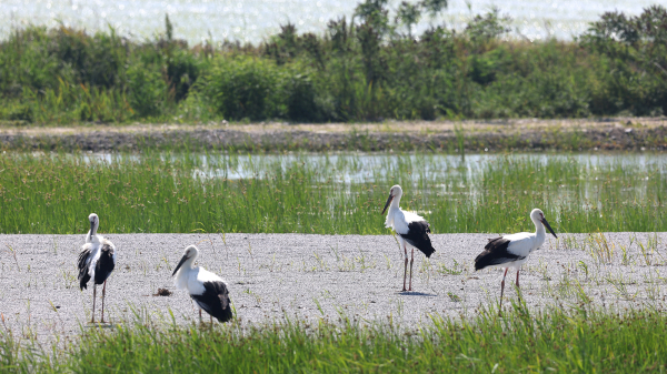 서산버드랜드 황새 부부가 지난 2월 산란한 후 성공적으로 자란 새끼 황새들(지난 6월 5일 촬영된 모습)