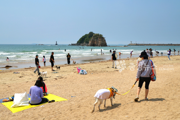 반려동물 해변운동회 및 사구축제 현장(반려동물 해변운동회)