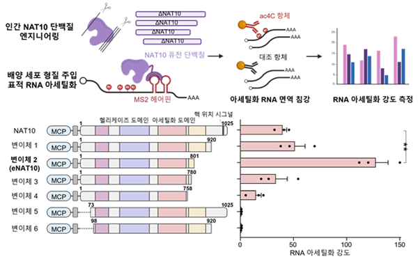 NAT10 단백질 엔지니어링을 통한 고활성 변이체 eNAT10 개발
