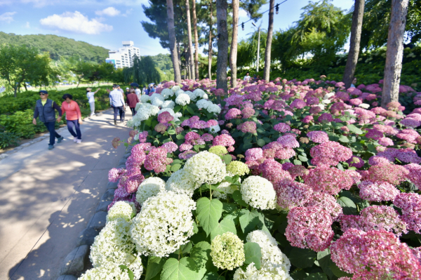 지난해 공주 유구색동수국정원 꽃 축제 현장 모습