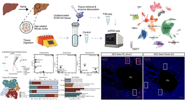 노화된 간 조직에서 섬유화 영역을 분리하여 단세포 전사체 분석 및 섬유화 모델에서 검증을 수행함