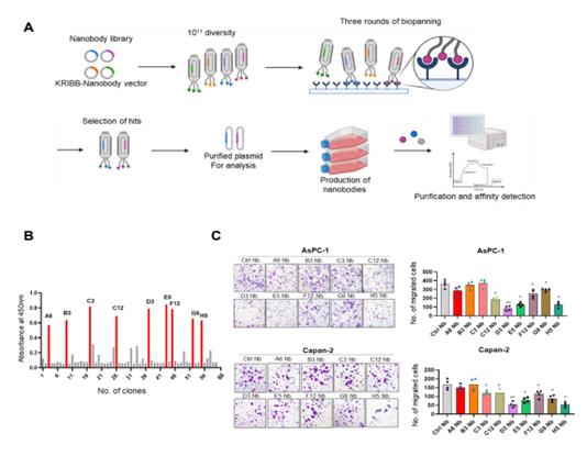 MSLN 특이적 나노바디의 스크리닝 및 특성 분석