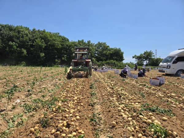 감자 수확 현장