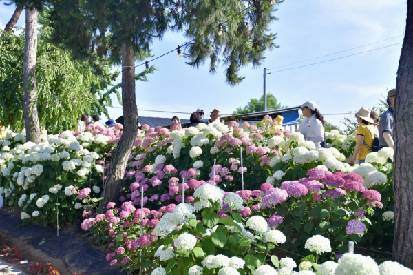 지난해 공주 유구색동수국정원 꽃 축제 현장 모습
