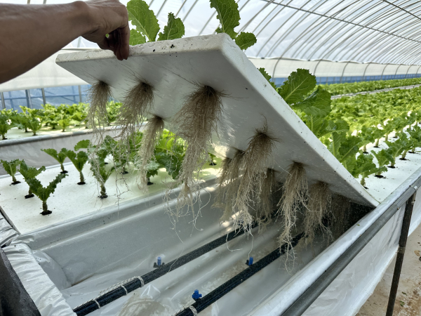 상추 분무경 양액재배 시범사업에 참여한 농가 모습