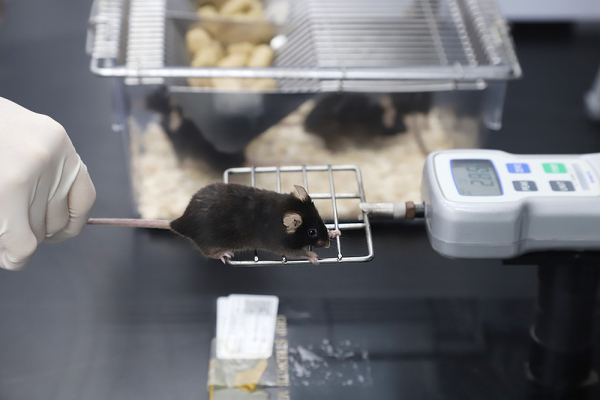 마우스의 근육의 힘을 측정하는 실험 모습