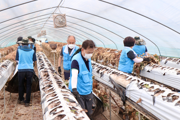 대전 범농협 한마음 농촌일손 집중 지원의 날 일손돕기 봉사 모습