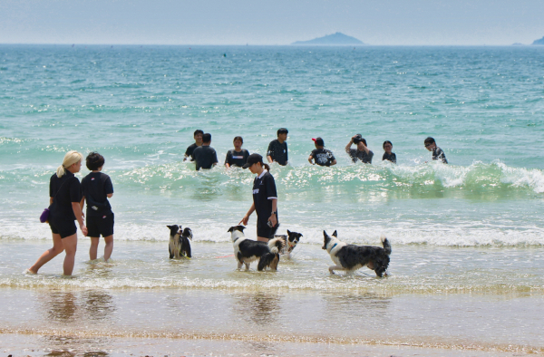 지난해 꽃지 해수욕장 모습.