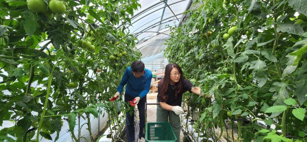 27일 국립춘천숲체원 직원들이 춘천시 신북읍 지내리의 한 농가에서 토마토 열매          수확 등 일손을 돕고 있다.