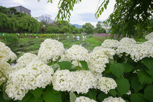 수국축제 축제장 모습