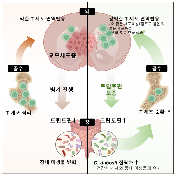 장내 미생물이 항뇌종양 면역치료 효율을 조절한다는 연구 개요도