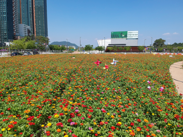 백일홍 꽃밭 조성 모습