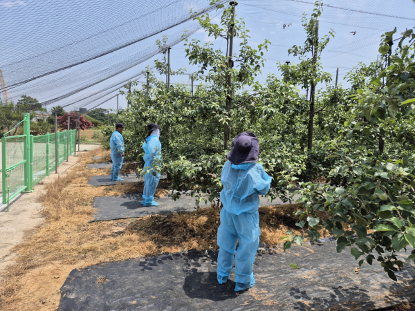 과원 예찰 모습
