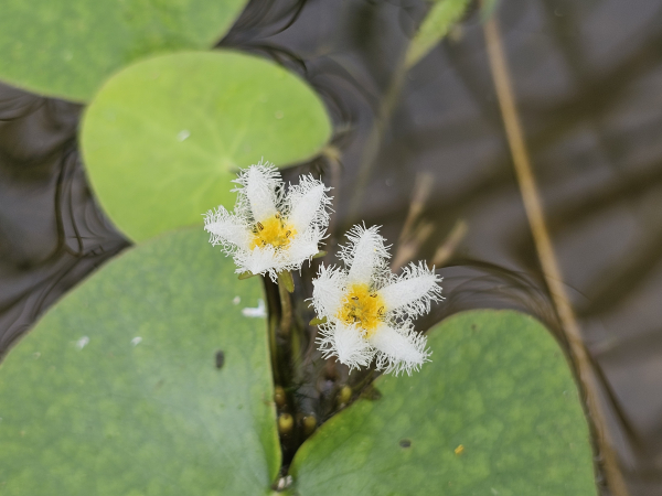합덕제 어리연꽃