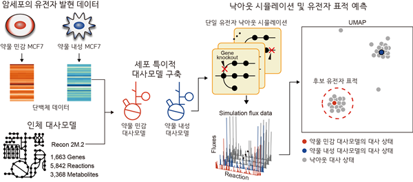 약물 민감화 유전자 표적을 예측하는 대사 네트워크 모델 기반 방법론 모식도