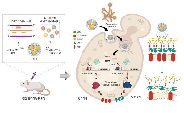 그림 설명. 병원성 칸디다균을 표적하는 유전자 치료제 FTNx의 작동 원리 모식도