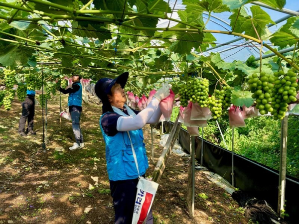 9일, 대전 동구 장척동 샤인머스켓 포도재배 농가를 방문하여 농촌일손돕기 진행 모습