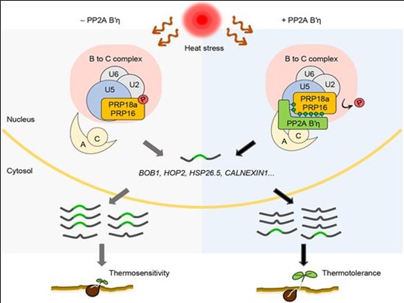 고온 스트레스 조건에서 PP2A B′η에 의한 RNA 스플라이싱 조절 모식도