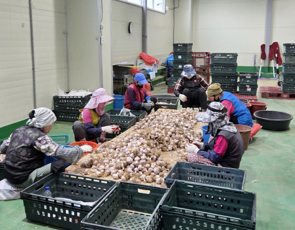 법인 관계자들이 마늘을 출하하는 모습.