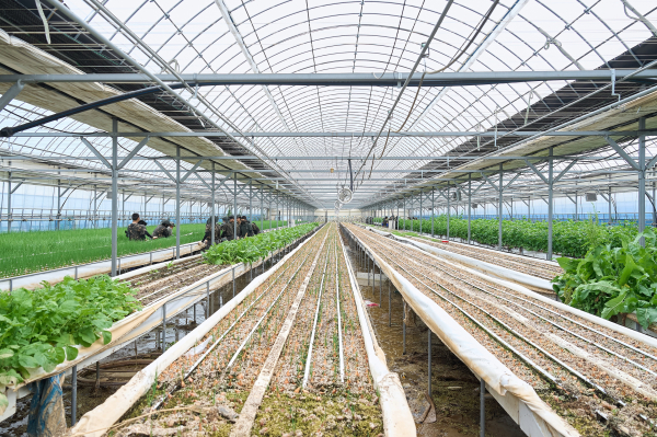 김석필 권한대행이 21일 수해 피해를 입은 풍세면 남관농장에 방문해 응급복구 상황을 점검 모습