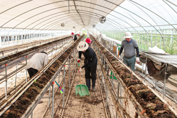 청양군수와 직원들 당진 정미면 딸기농장 수해복구 지원 현장