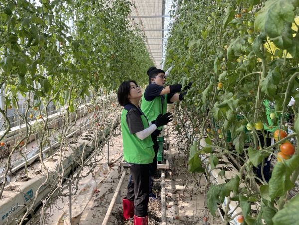 전남 나주지역 집중호우 피해농가 일손돕기 현장 모습