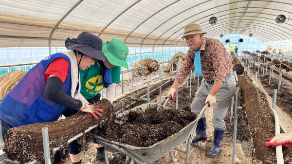24일, 긴급 파견된 자원봉사자들이 침수 피해를 입은 딸기 하우스의 폐기물을 정리하고 있다